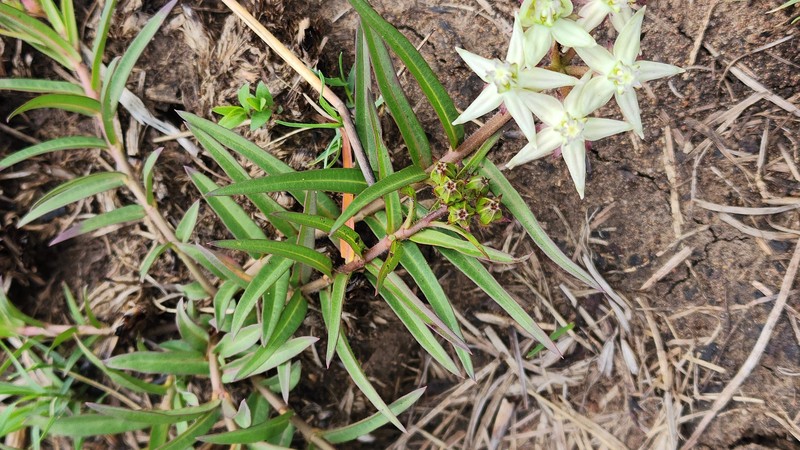 Asclepias gibba var. media photo 2