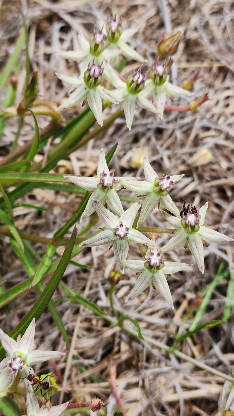 Asclepias gibba var. media photo 3