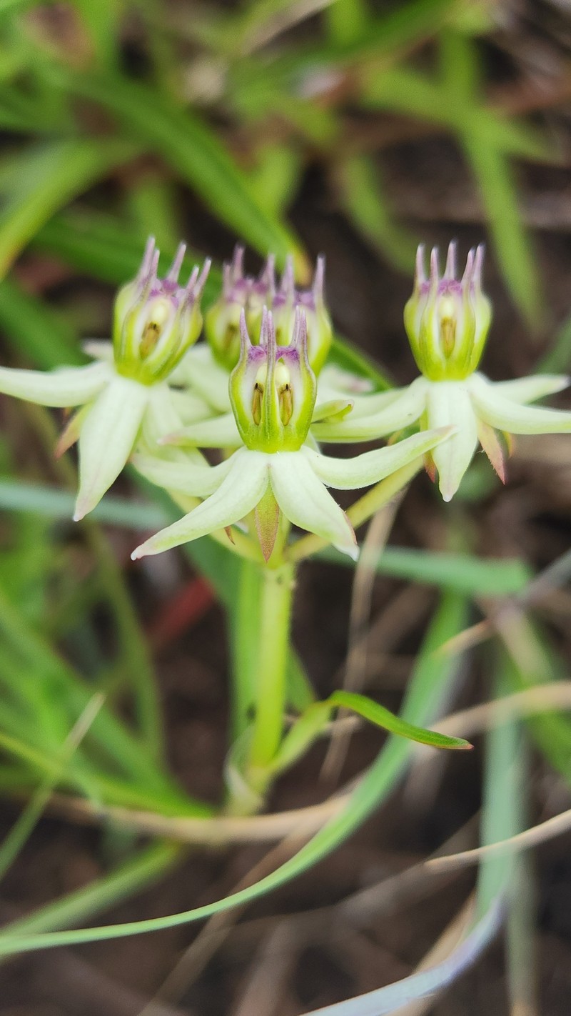 Asclepias gibba var. media photo 4