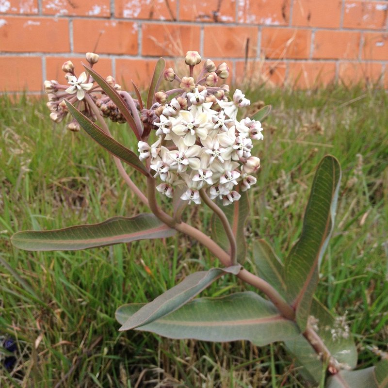 Nodding Milkweed
