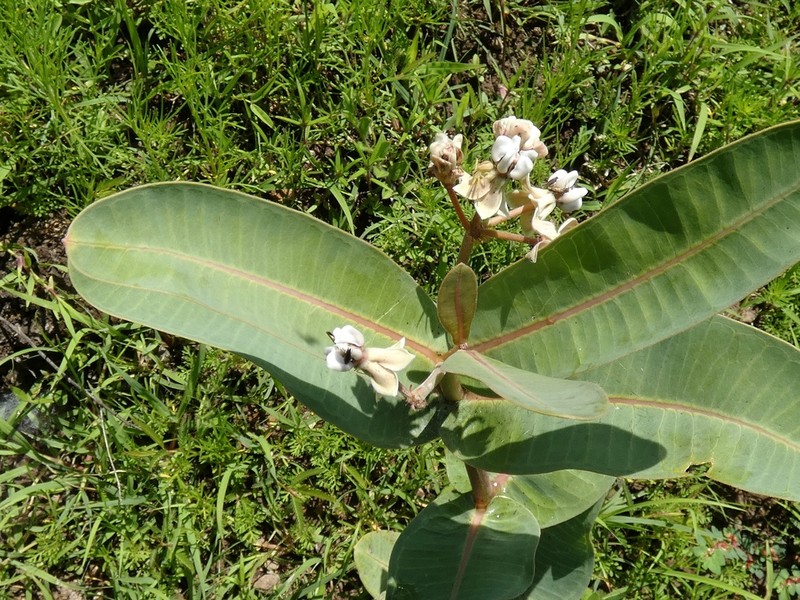 Nodding Milkweed