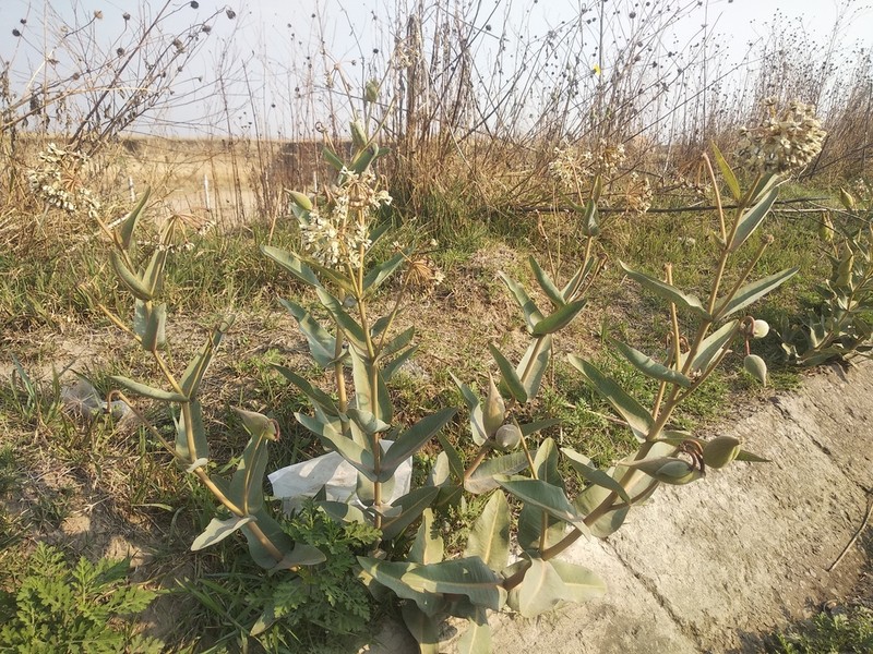 Nodding Milkweed photo 2