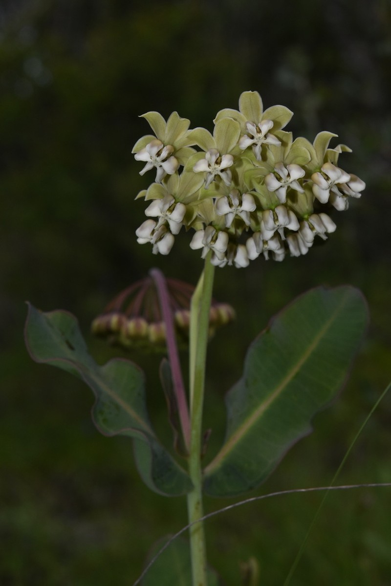 Nodding Milkweed photo 3
