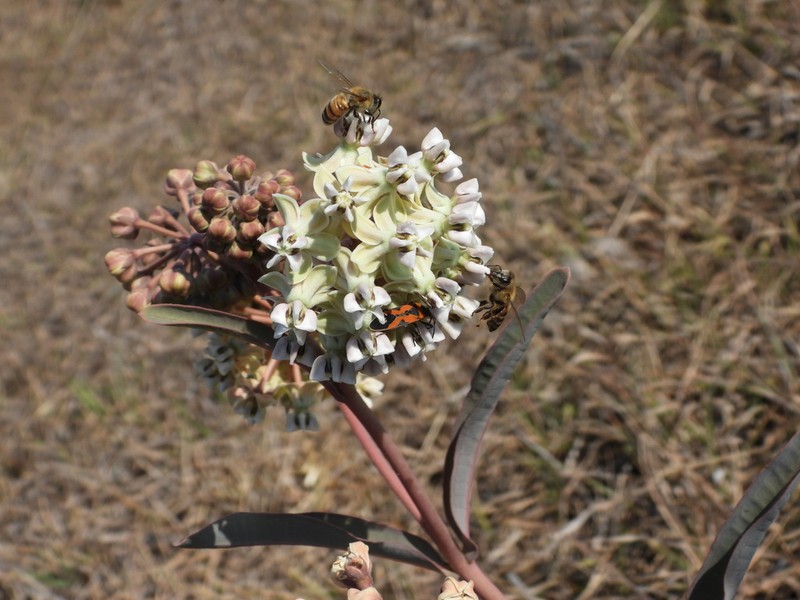 Nodding Milkweed photo 4