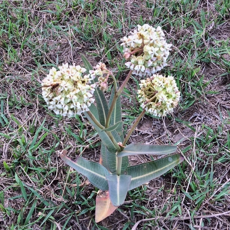 Nodding Milkweed photo 5