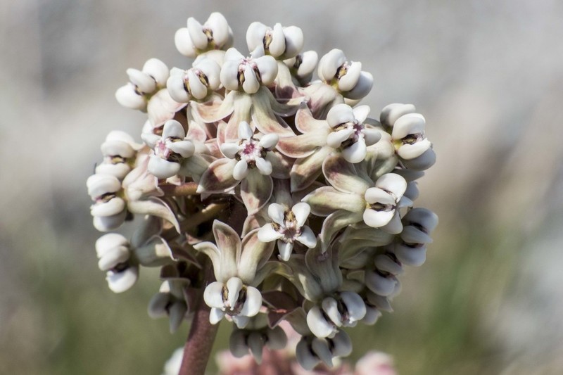 Nodding Milkweed photo 6