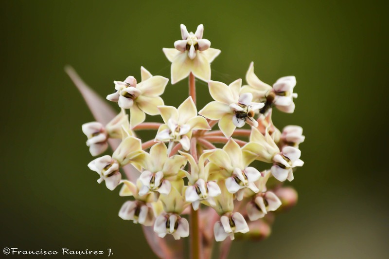 Nodding Milkweed photo 7