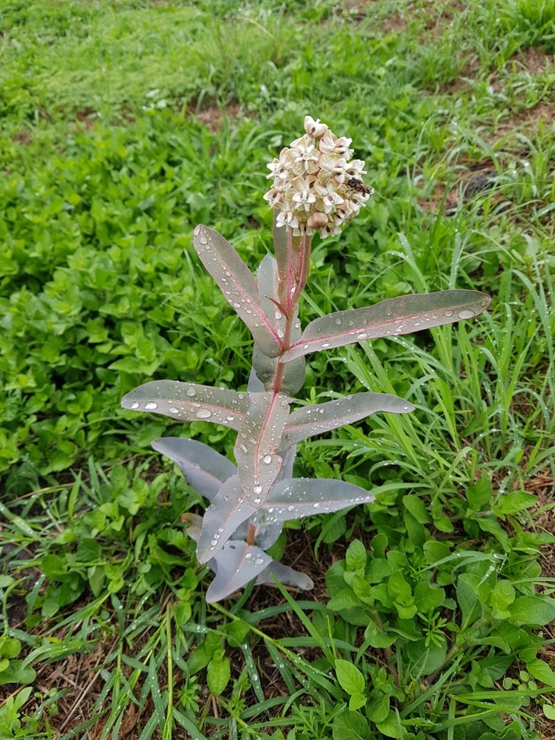 Nodding Milkweed photo 8