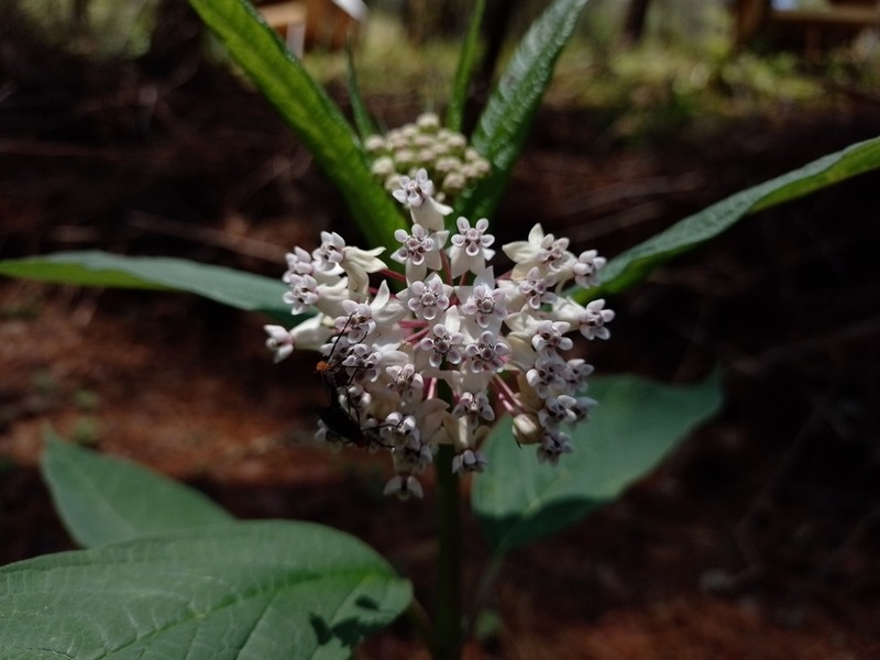 Asclepias gordaensis