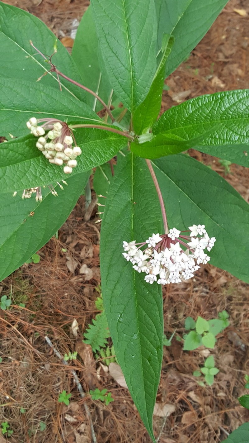 Asclepias gordaensis photo 2