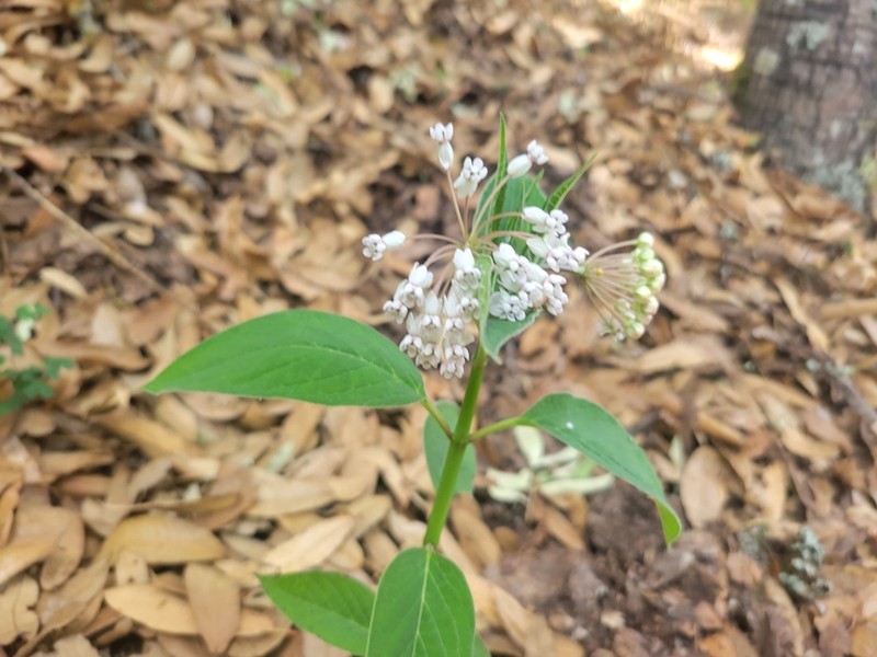 Asclepias gordaensis photo 3