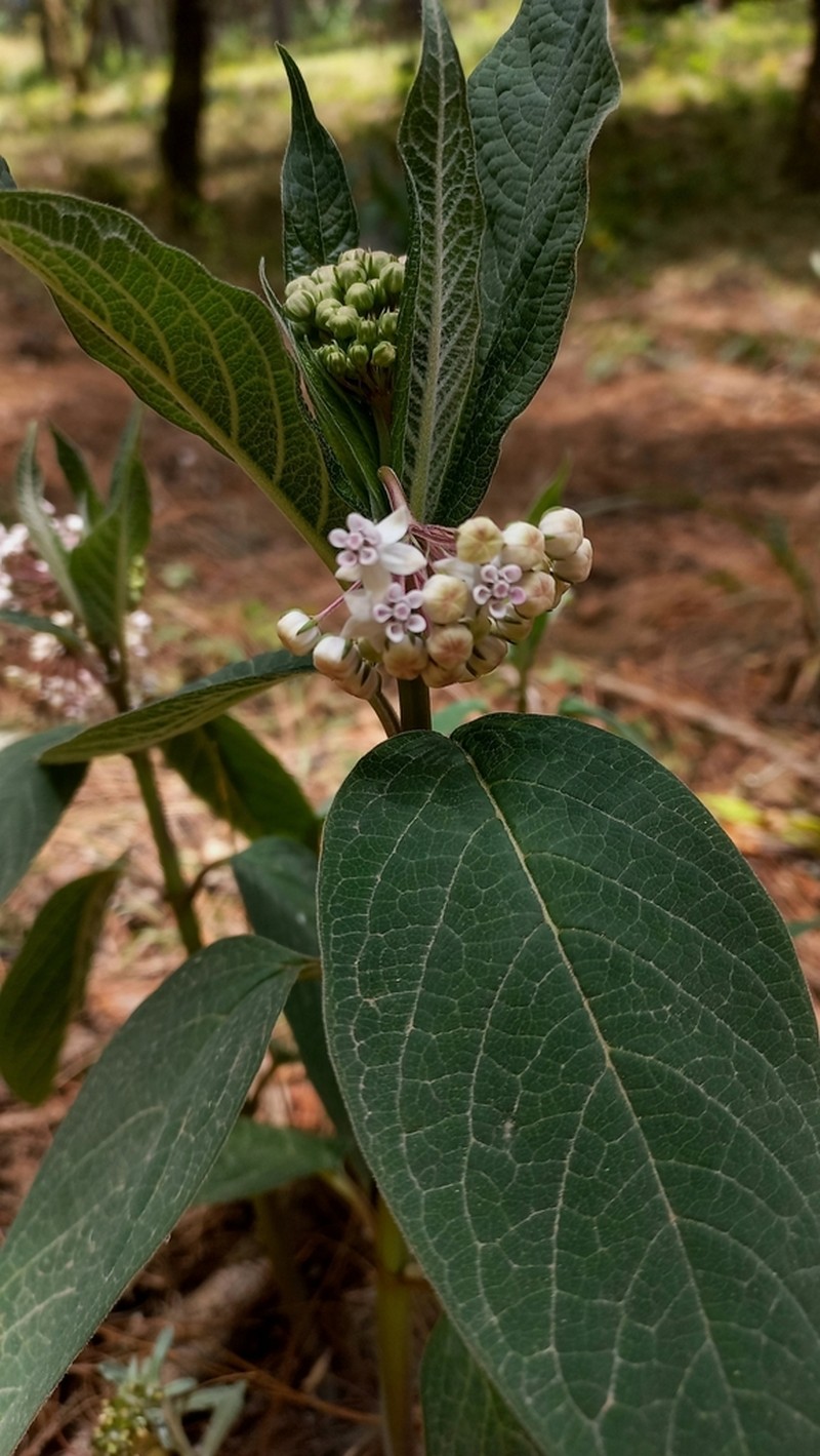 Asclepias gordaensis photo 4