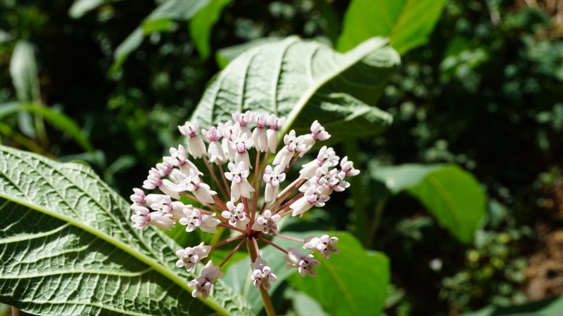 Asclepias gordaensis photo 5