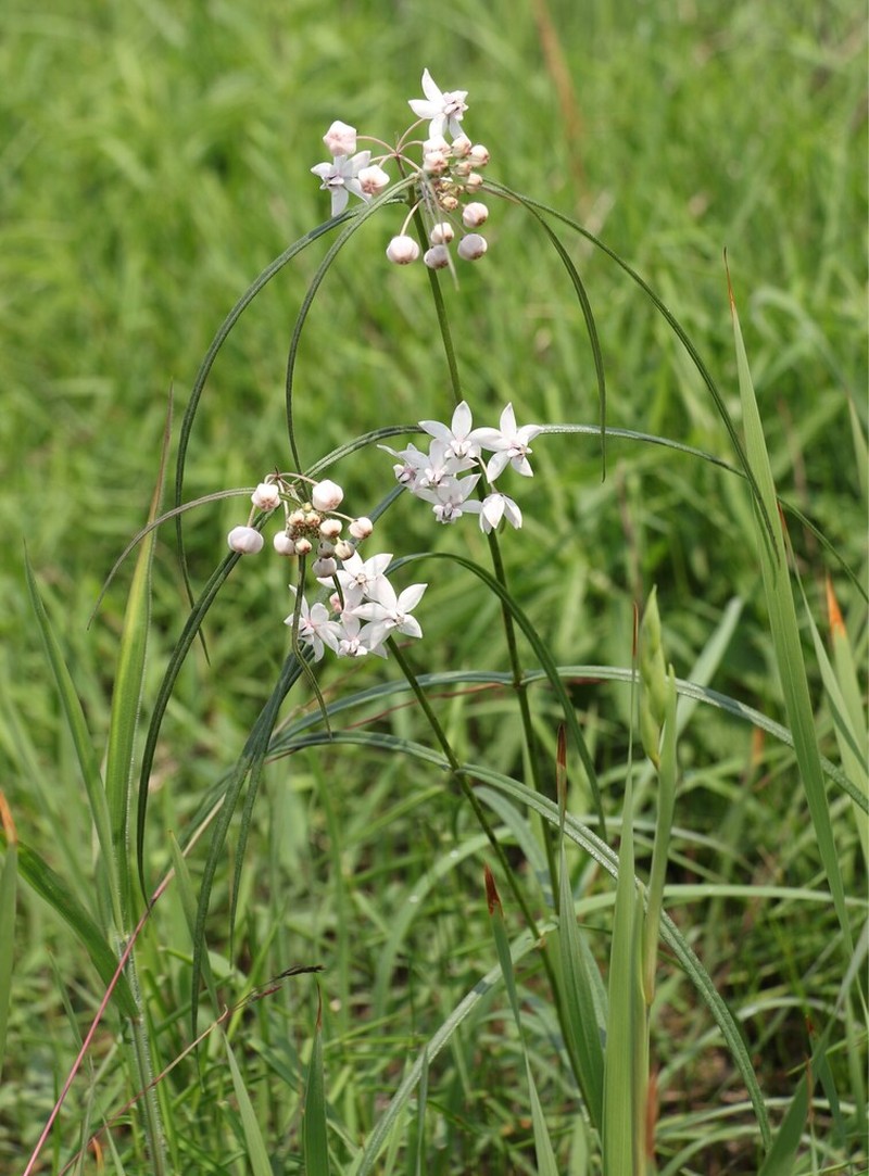 Asclepias gordon-grayae
