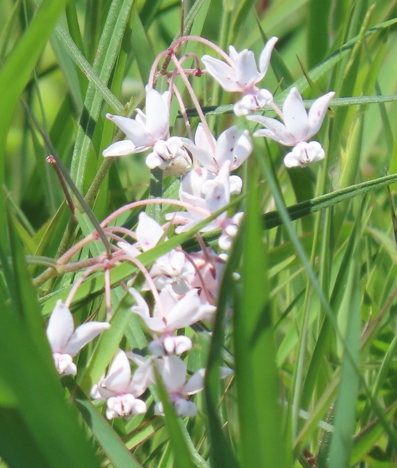 Asclepias gordon-grayae photo 2