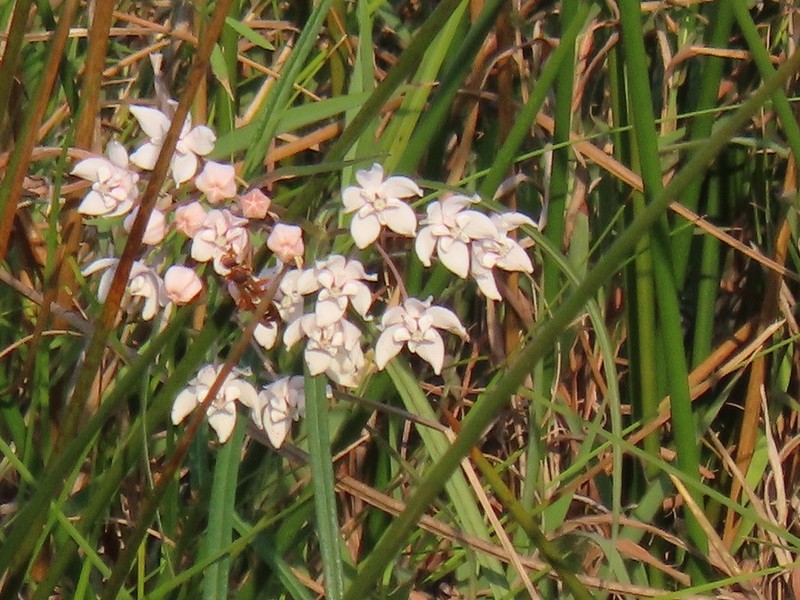 Asclepias gordon-grayae photo 3