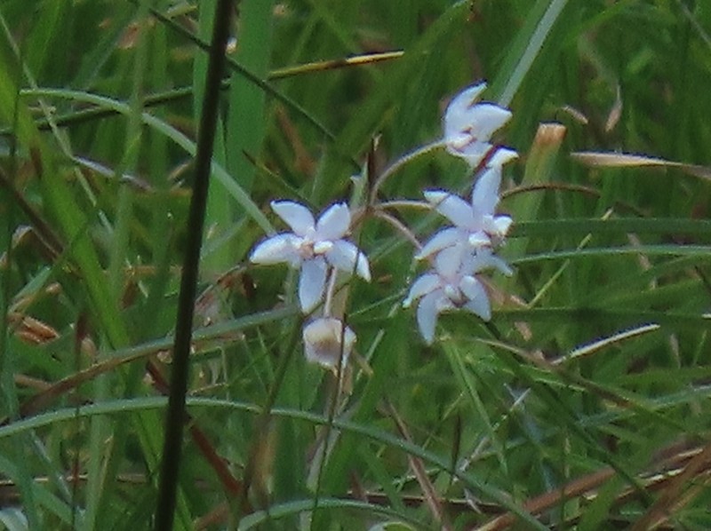 Asclepias gordon-grayae photo 5