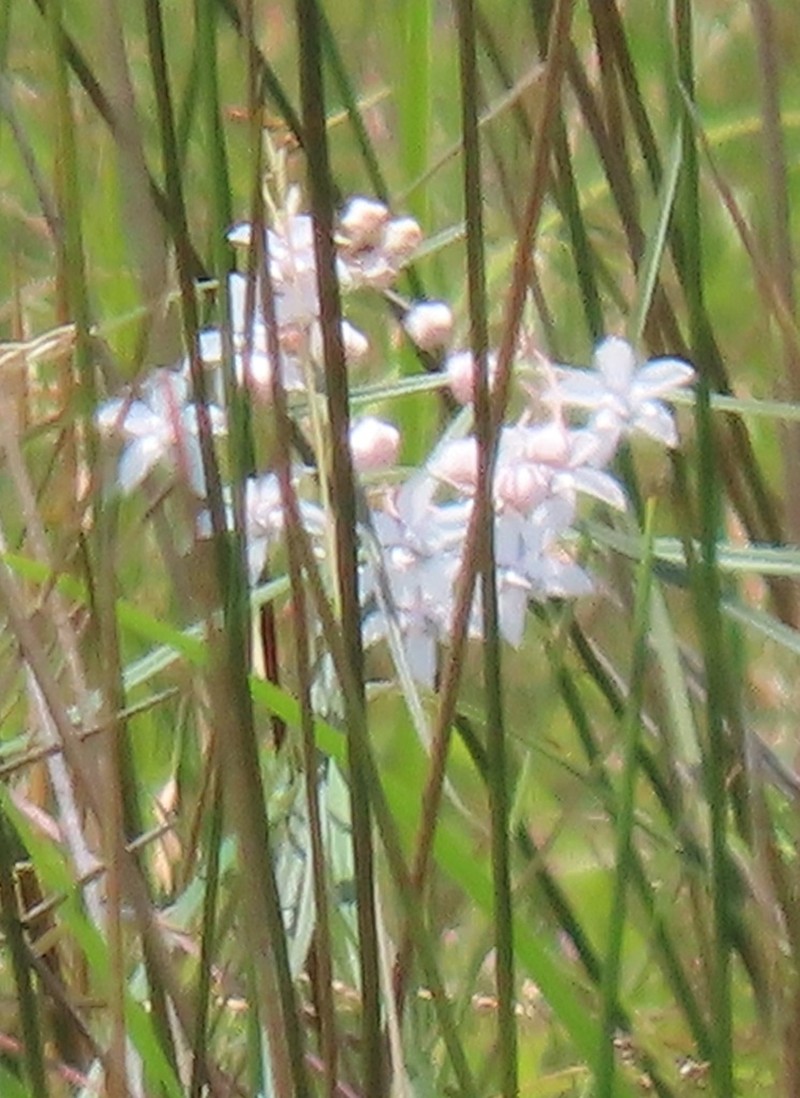 Asclepias gordon-grayae photo 6
