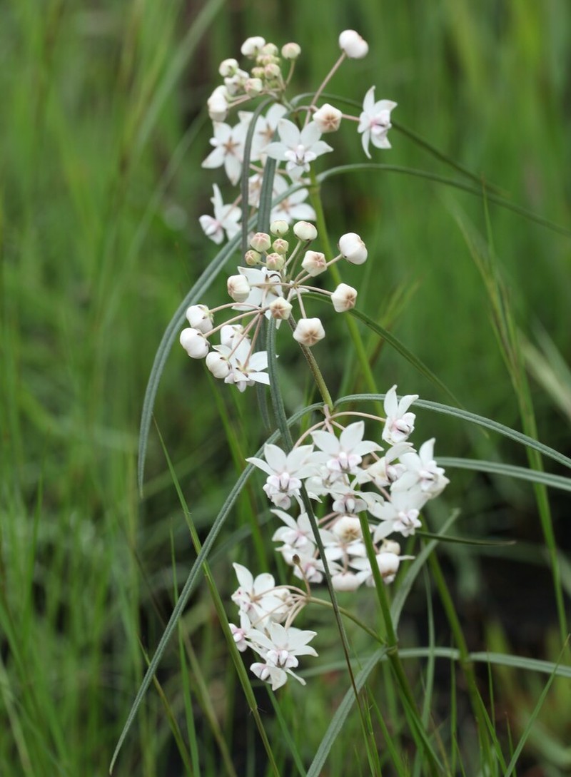 Asclepias gordon-grayae photo 7