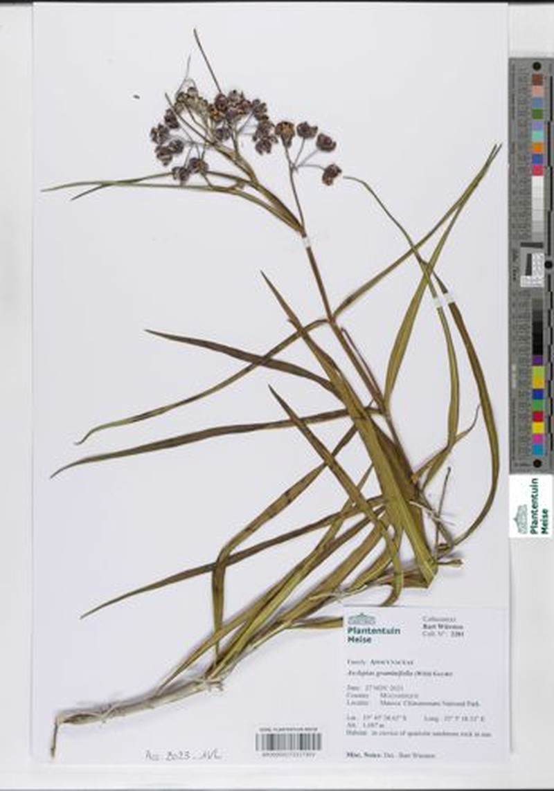 Asclepias graminifolia photo 2