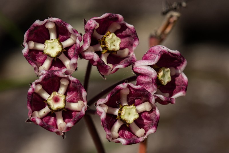 Asclepias graminifolia photo 4