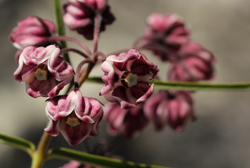 Asclepias graminifolia photo 5
