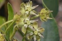 Asclepias grandirandii