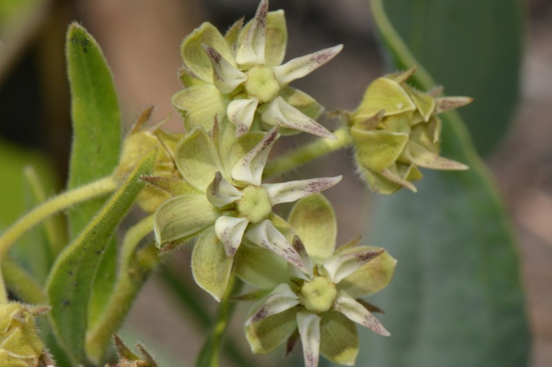 Asclepias grandirandii