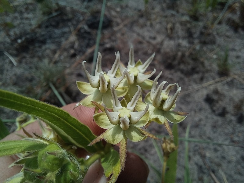 Asclepias grandirandii photo 2