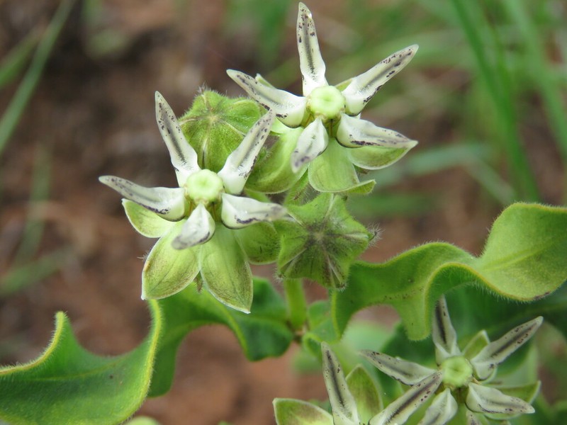 Asclepias grandirandii photo 3