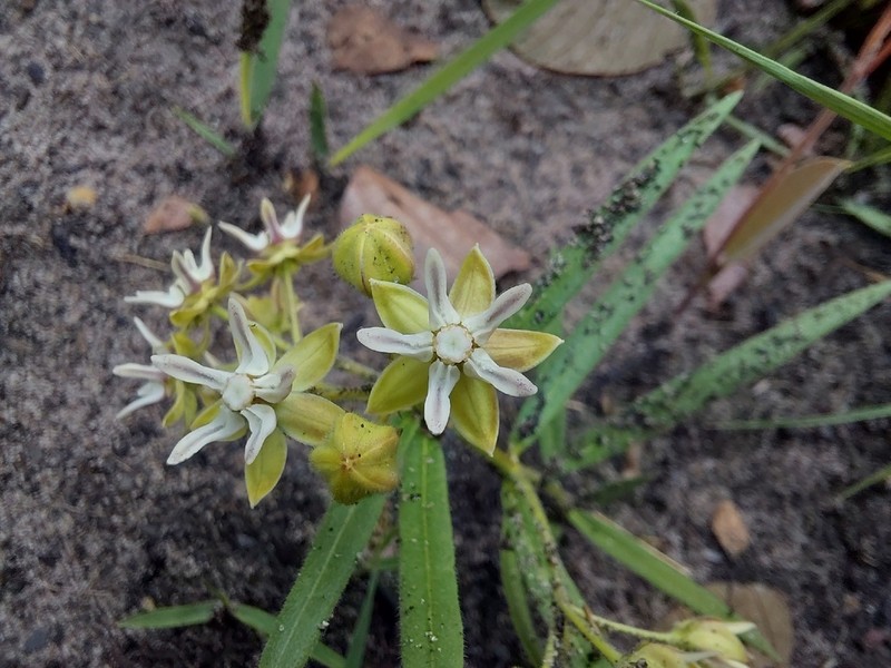 Asclepias grandirandii photo 4