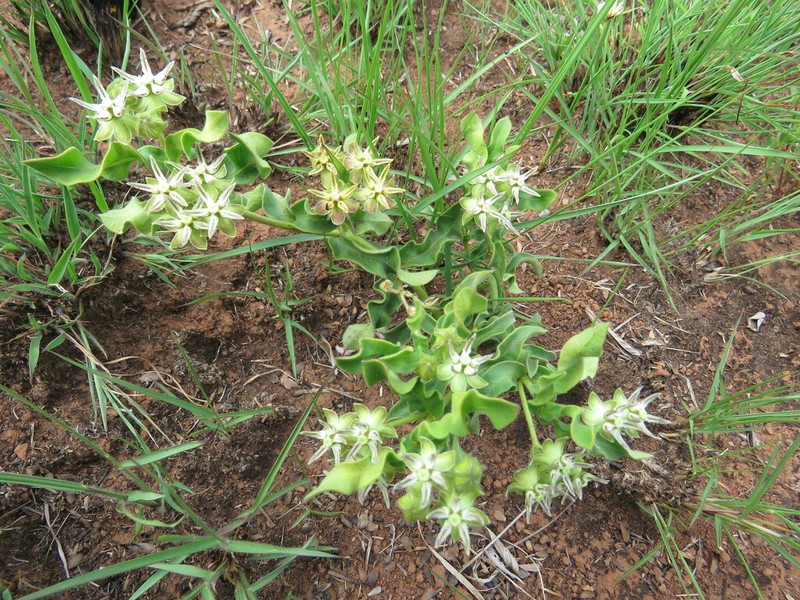 Asclepias grandirandii photo 5