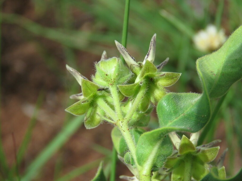 Asclepias grandirandii photo 6