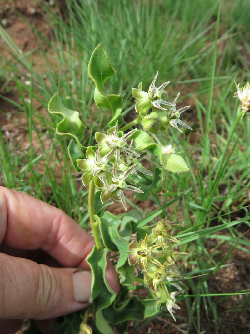 Asclepias grandirandii photo 7