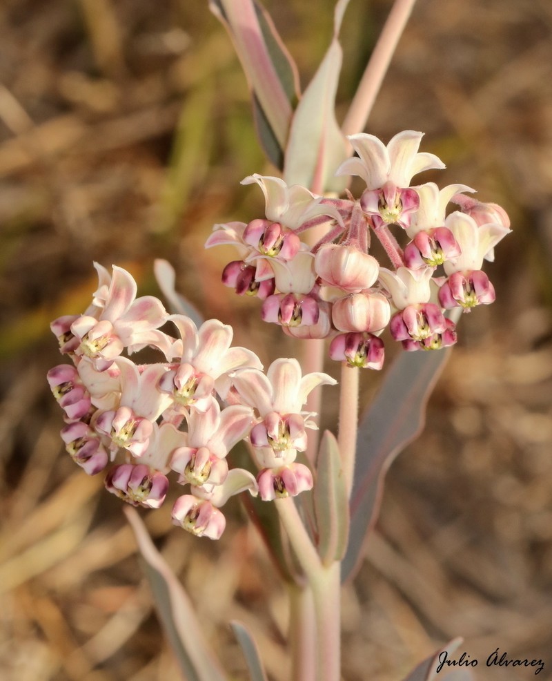 Asclepias graogramanii