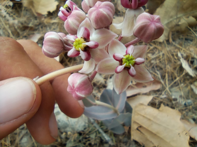 Asclepias graogramanii photo 2