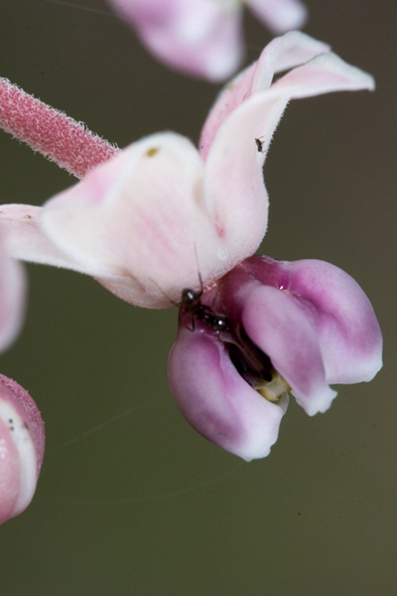 Asclepias graogramanii photo 3