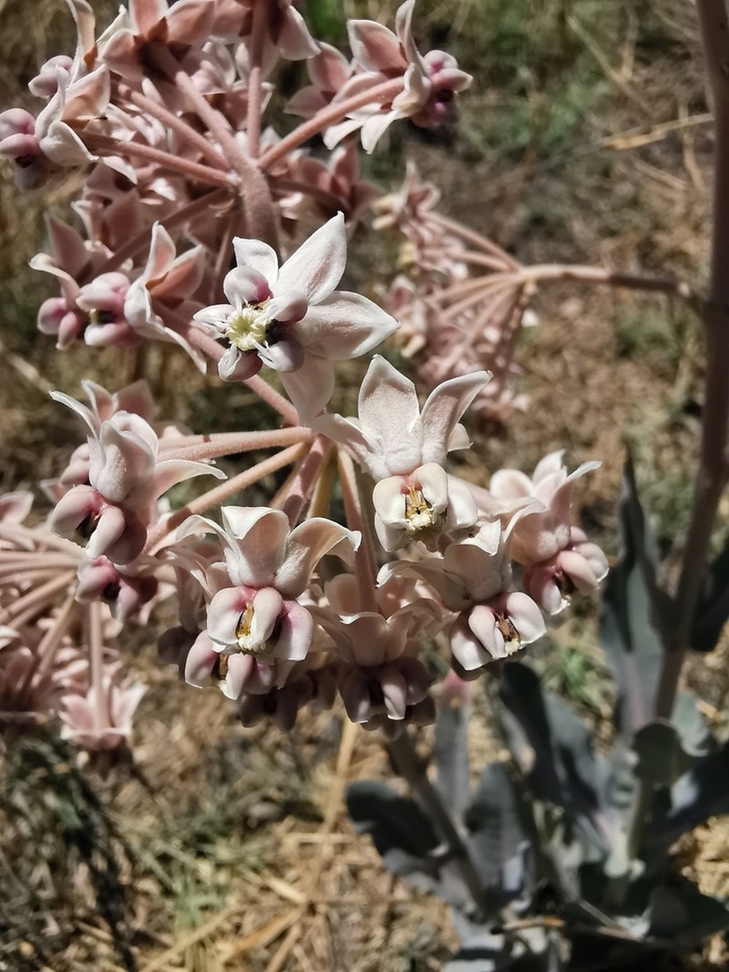Asclepias graogramanii photo 4