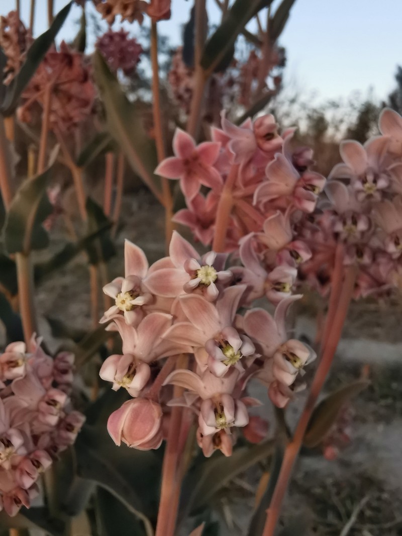 Asclepias graogramanii photo 5