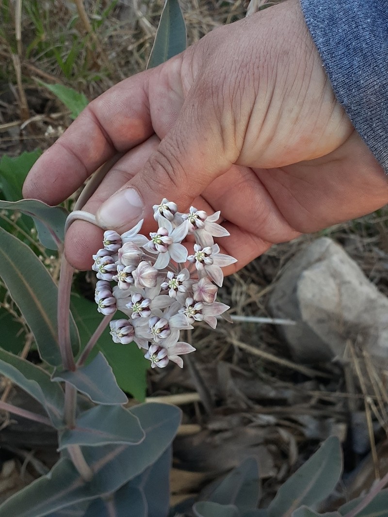 Asclepias graogramanii photo 6