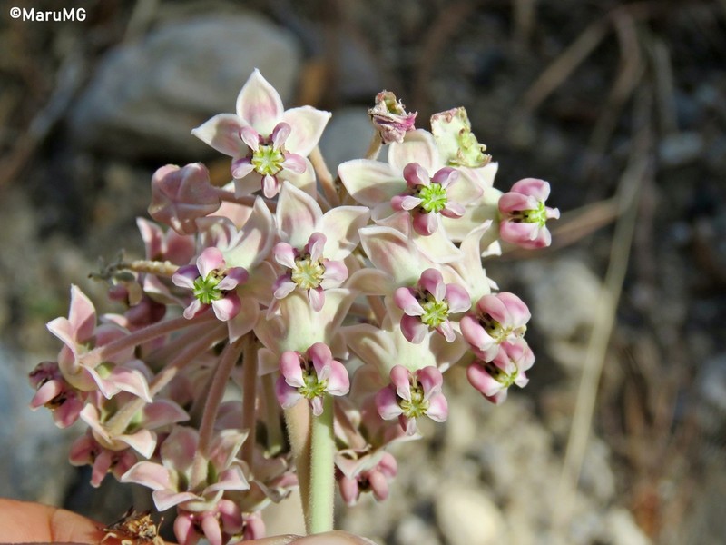 Asclepias graogramanii photo 7