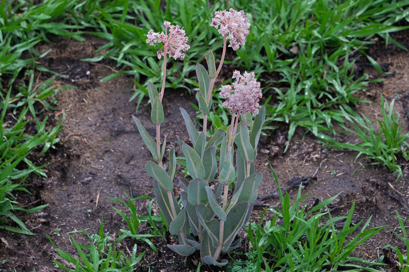 Asclepias graogramanii photo 8