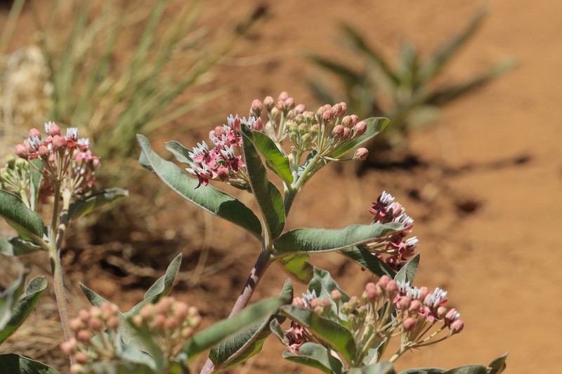 Hall's Milkweed
