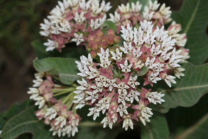 Hall's Milkweed photo 2