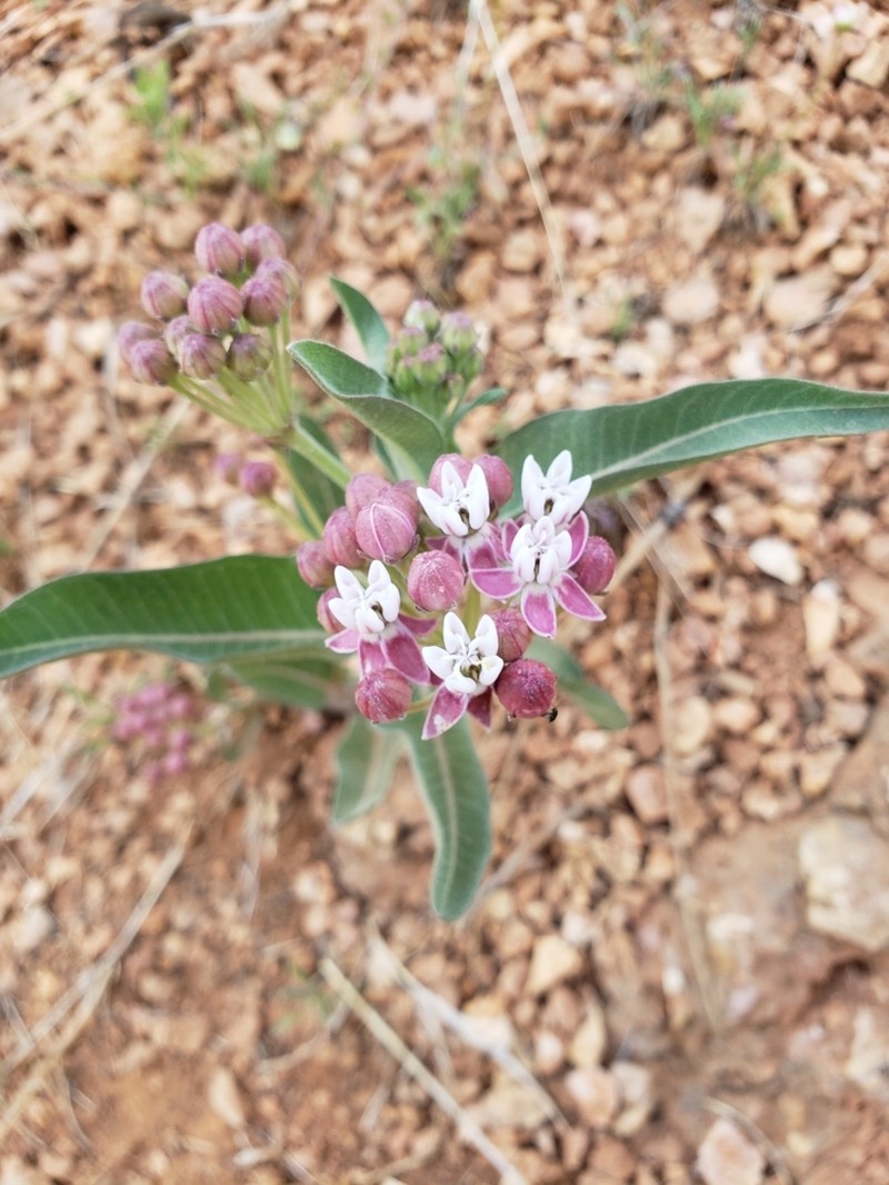 Hall's Milkweed photo 3