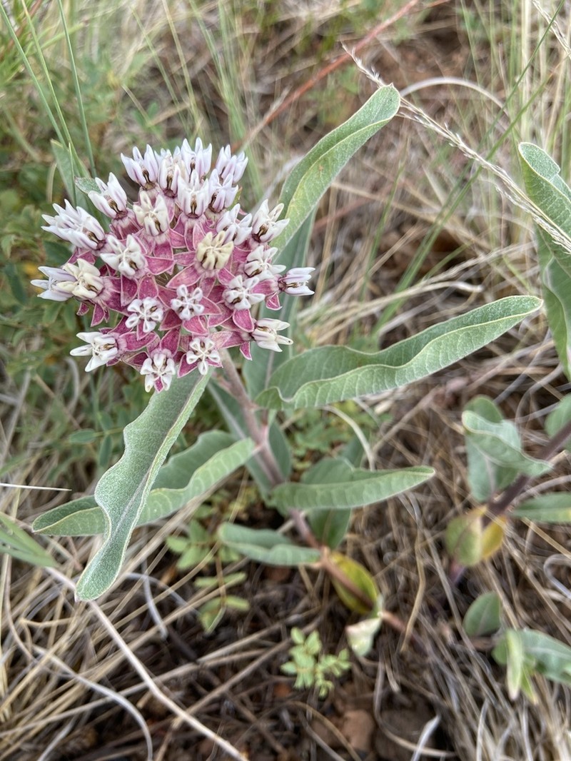 Hall's Milkweed photo 4