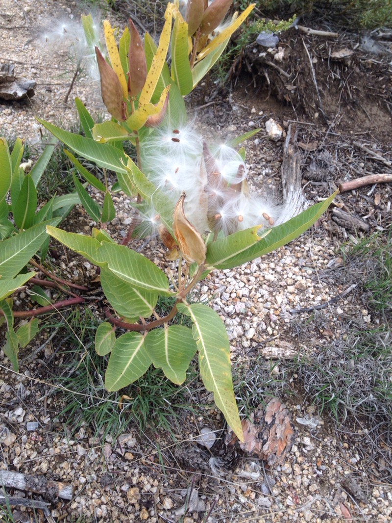 Hall's Milkweed photo 5