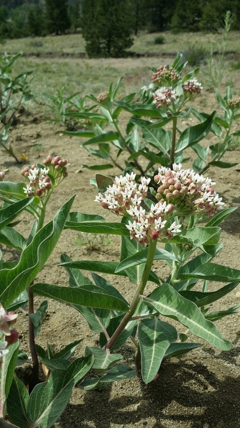 Hall's Milkweed photo 6