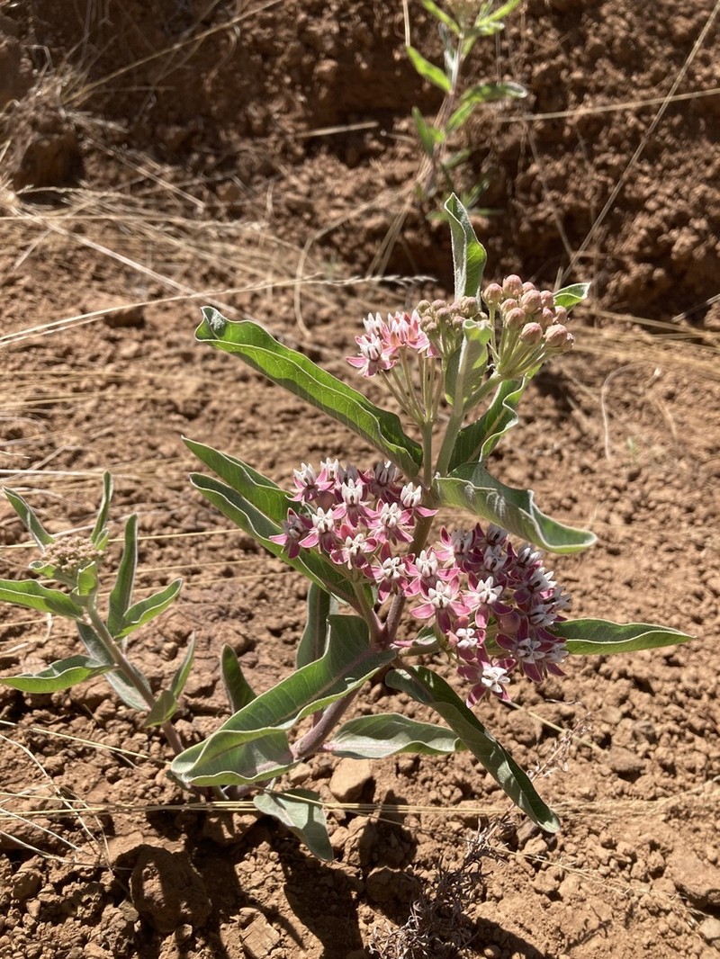 Hall's Milkweed photo 7