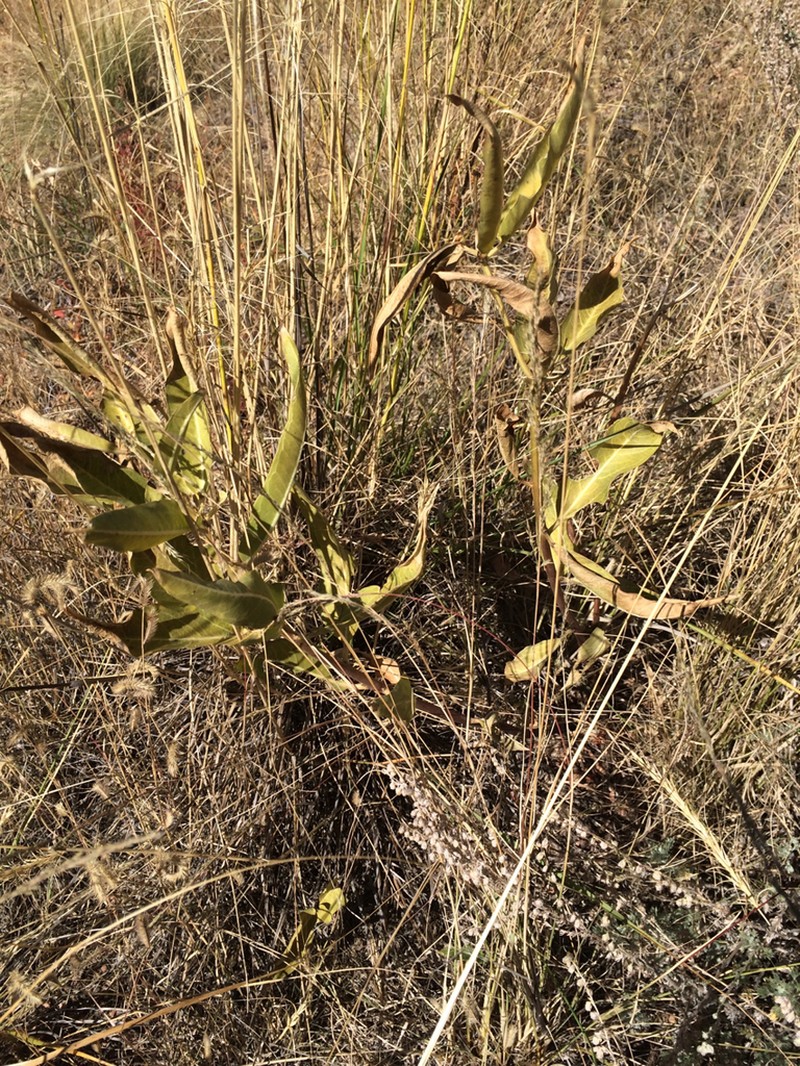 Hall's Milkweed photo 8